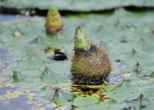 风月同天鸡头米盘里明珠芡实香