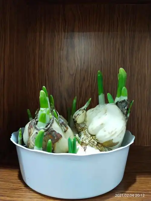 2-4号水仙花种子发芽了