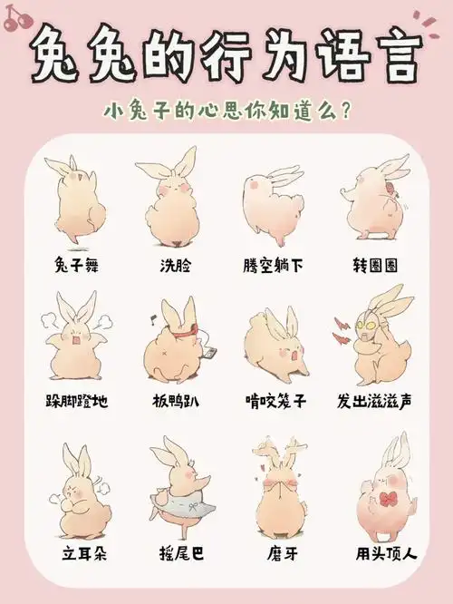 可可爱爱的兔子们也能通过身体部位来表达自己的情绪和诉求,不同情况