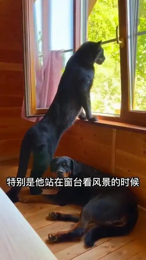 把黑豹当成狗养,是什么神仙体验