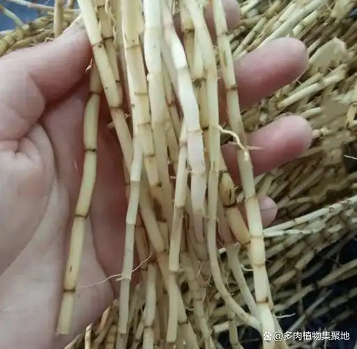 在乡村有1种茅根,20年前无人采挖,如今被用来炖老鸭,珍贵!