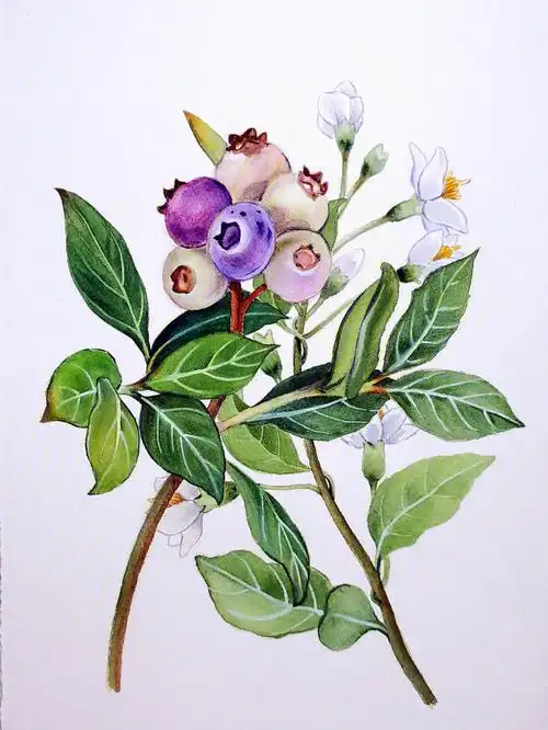 水彩蓝莓附过程