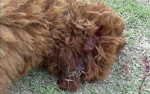 狂躁罗威纳咬死泰迪,主人不承认,金毛伸张正义为泰迪报仇