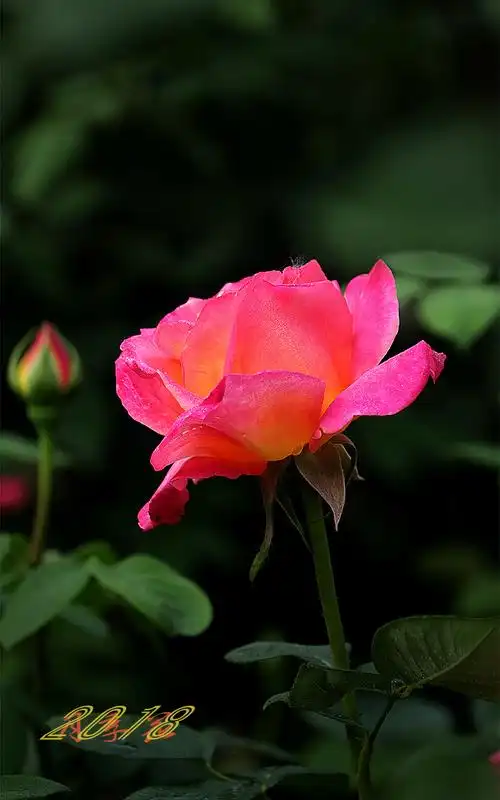 春天花卉【2018】-月季花-2