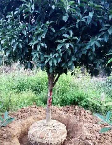 桂花树怎么种植成活率高,怎么才能长得好