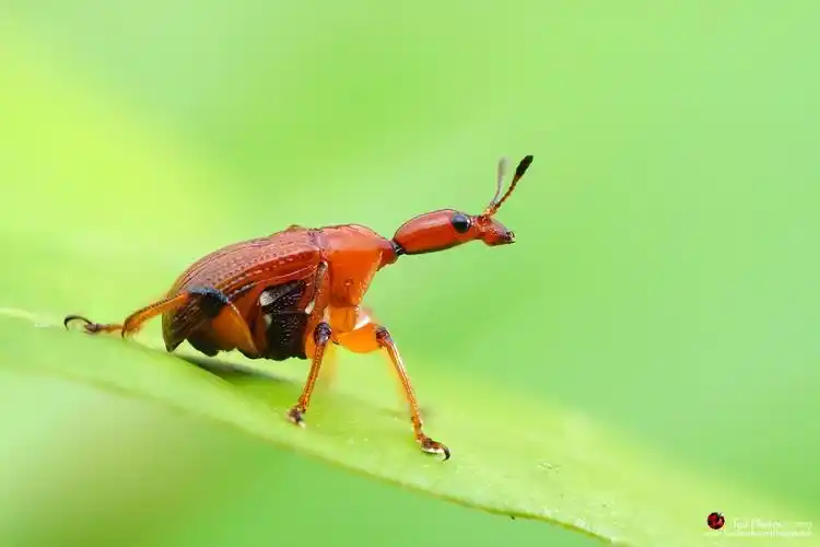 棕长颈卷叶象鼻虫