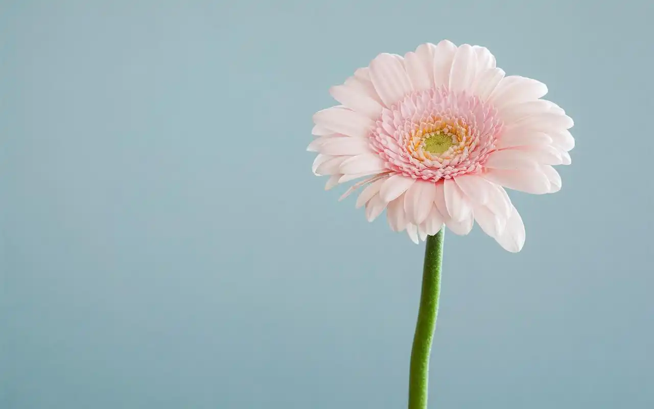 简约小清新花卉图片桌面壁纸