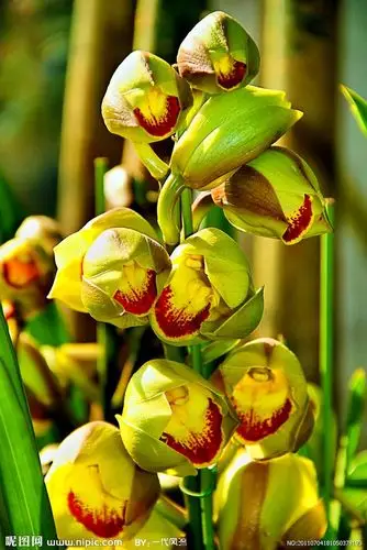 大花蕙兰摄影图_花卉精选_花草_生物世界_摄影图库_昵图网