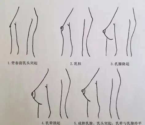 9～11岁的女孩,已经开始乳房"发育"了吗?这个过程是怎样的