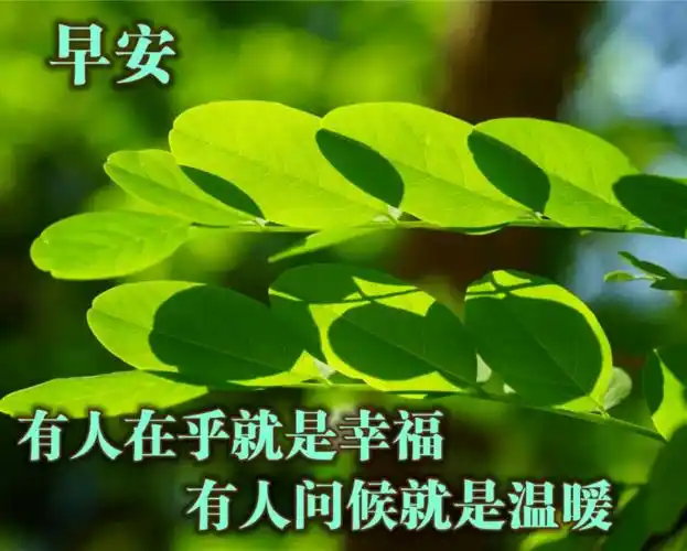 2020星期五清晨早安温馨问候语集锦早上好鲜花漂亮问候语图片