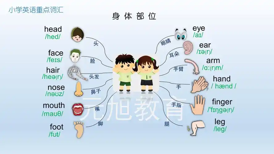 人教版小学英语分类单词卡3身体部位