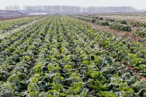 潘庄大白菜丰收啦