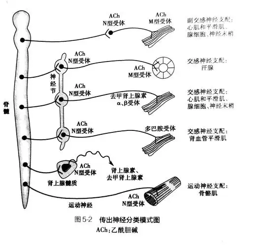 所以一般要经过一个中转站,也就是神经节,然后再接其他神经纤维支配