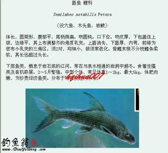 淡水鱼类图谱大全三