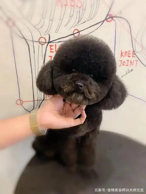 小黑贵宾的大圆头泰迪装