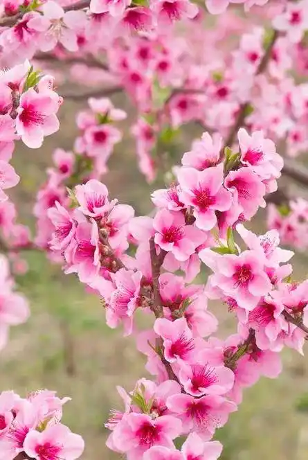 桃花盛开,姹紫嫣红,春天真的来了