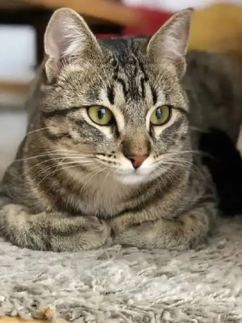 常见的猫咪介绍狸花猫70