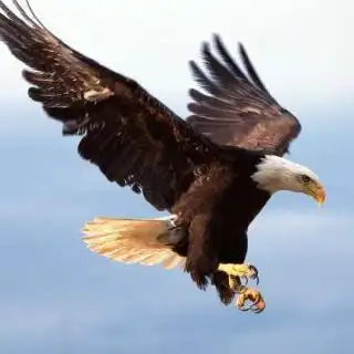 阿拉伯头像帅哥和鹰