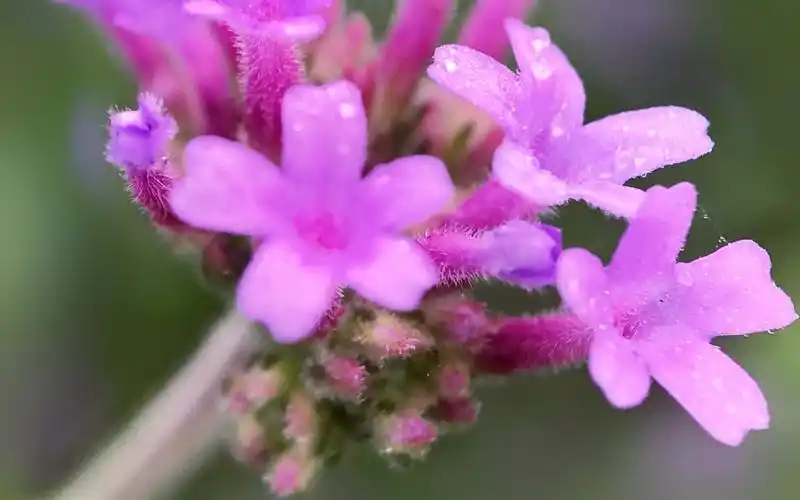 可爱紫色小花唯美高清桌面壁纸