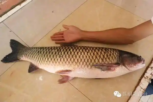 昆明一鱼店不上美团不打广告,来吃的车排2公里长