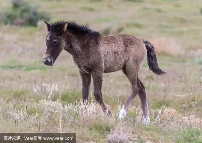 可爱的小野马