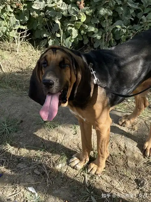 养寻血猎犬是种什么样的体验