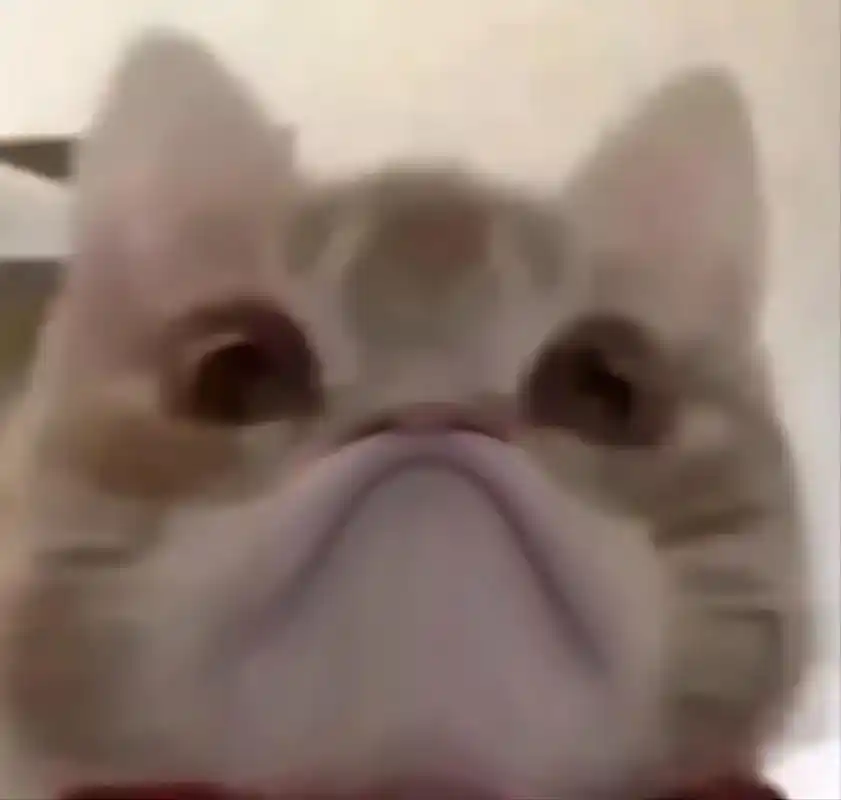 小猫撇嘴表情包 - 抖音