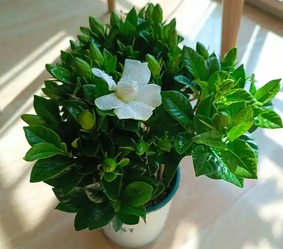 栀子花的养护"3技巧",花多味香,花苞更多,枝枝都有花_土壤_开花_盆栽