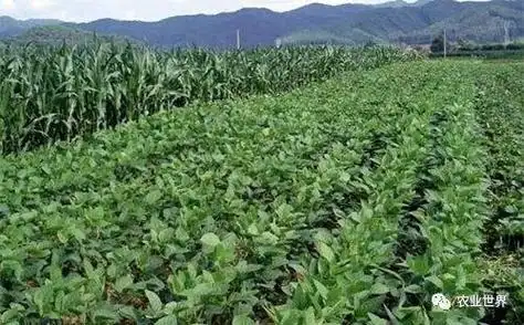 权威发布 | 农田杂草权威解决方案