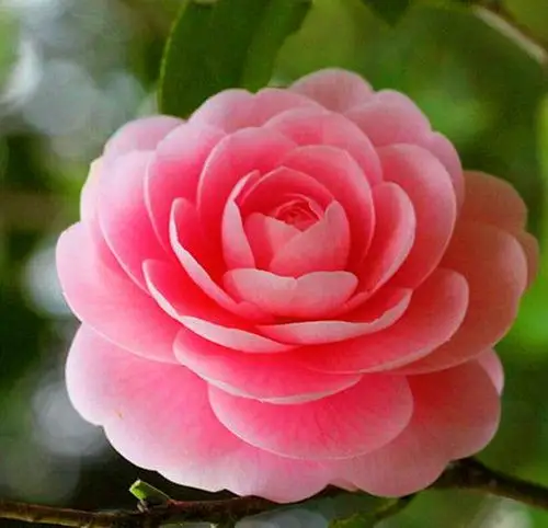 【花影集】把花儿最美的一刻收藏