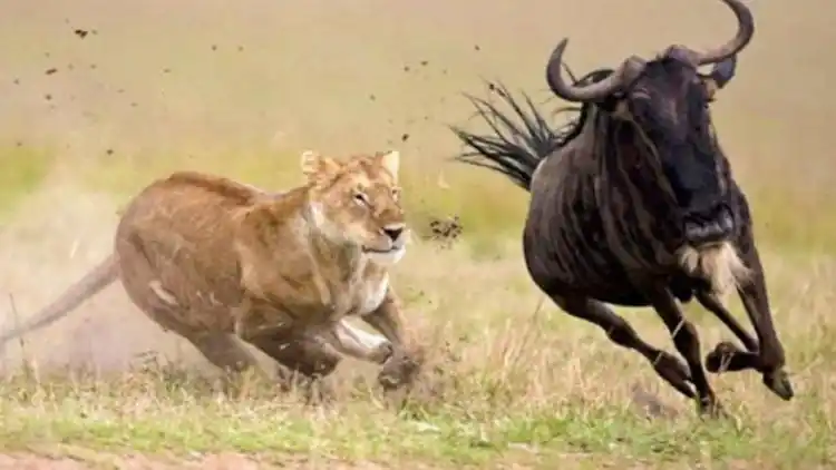 6头狮子捕猎一头角马,谁料角马使出"蜻蜓点水",狮子当场吓懵