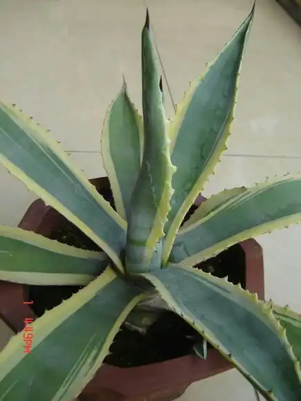 金边龙舌兰 楼主,看了我的回答还有疑问?