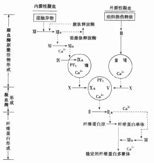 简述血液凝固的基本过程,并指出内源和外源性凝血的异同点
