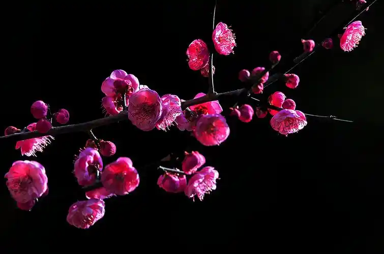 单纯的黑色背景梅花更显高雅纯洁之美