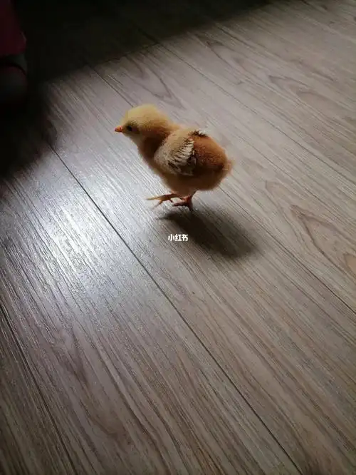 家里的鸡娃娃起名雪容融