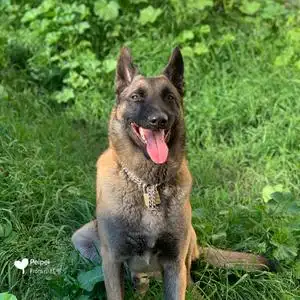 犬舍出售纯种网红赛级血统德国牧羊犬短毛警犬大型幼犬活体宠物狗