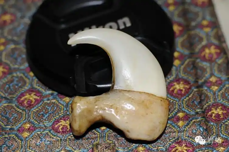 假虎掌的鉴别和制作流程