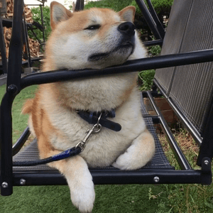 300_300gif 动态图 动图