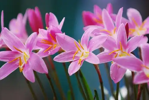 庭下已无书带草,步头犹有水仙花