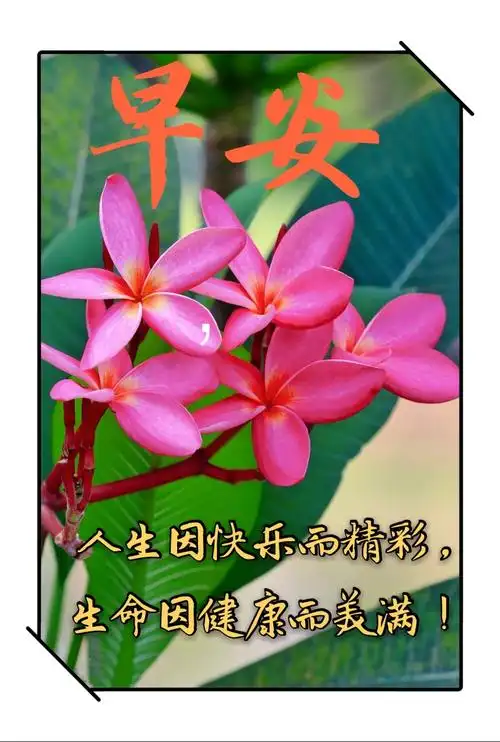 我的早安问候图片集 - 美篇