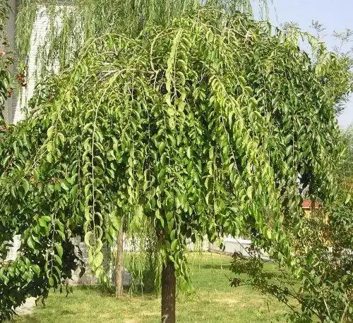 垂枝榆榆科榆属