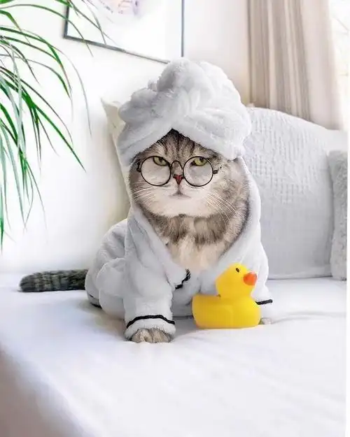 美国这只"绅士猫"火了,时尚穿搭满分,网友:"喵界"吴亦凡_社会_澎湃