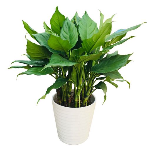 万年青盆栽植物四季常青客厅室内广东万年青土培大型家庭花卉绿植