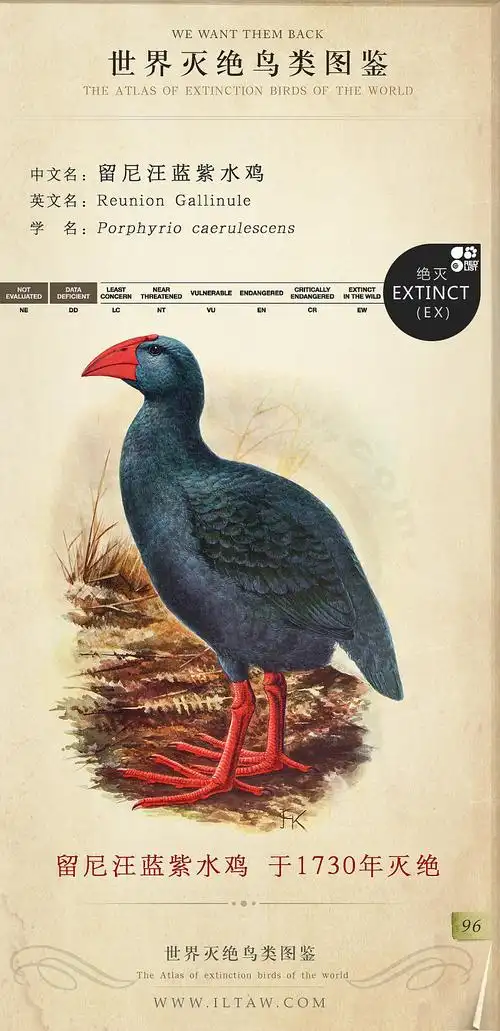 世界灭绝鸟类图鉴(节选)