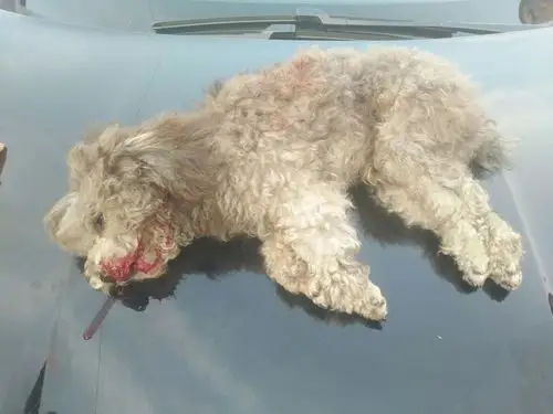 我家灰色泰迪被看守所徐贵龙撞死