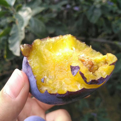 皓谦【jd物流】新疆西梅孕妇水果大西梅新鲜大果女神西梅当季整箱 3斤