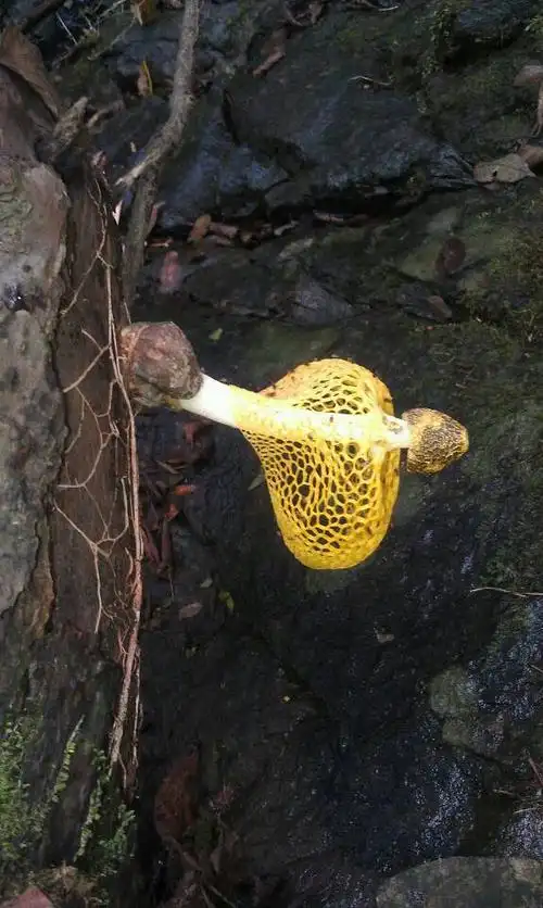 分享到:  2 小时前 提问者采纳 野竹荪 提问者评价 太给力了