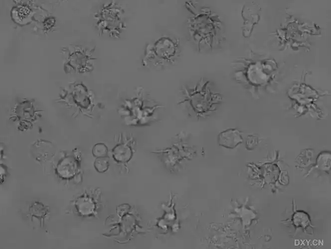 【原创】树突状细胞图片(原图经过处理过的哈)