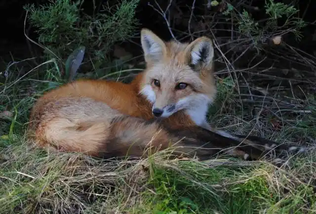 狐狸捕食猫咪,下一秒却狼狈不堪!猫:本喵不发威,当我是kt猫?_腾讯新闻