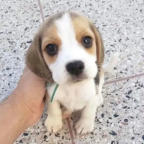 征集最可爱的奶比照片